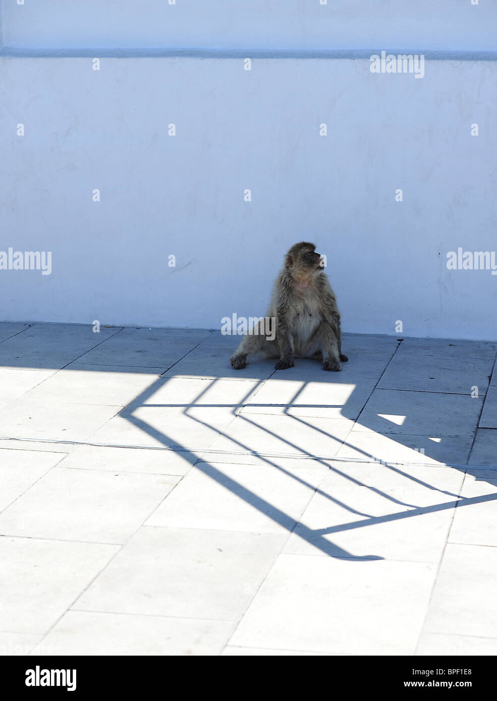 Berberaffen auf Gibilterra Barberia ape Barbary macaque su Gibilterra Foto Stock
