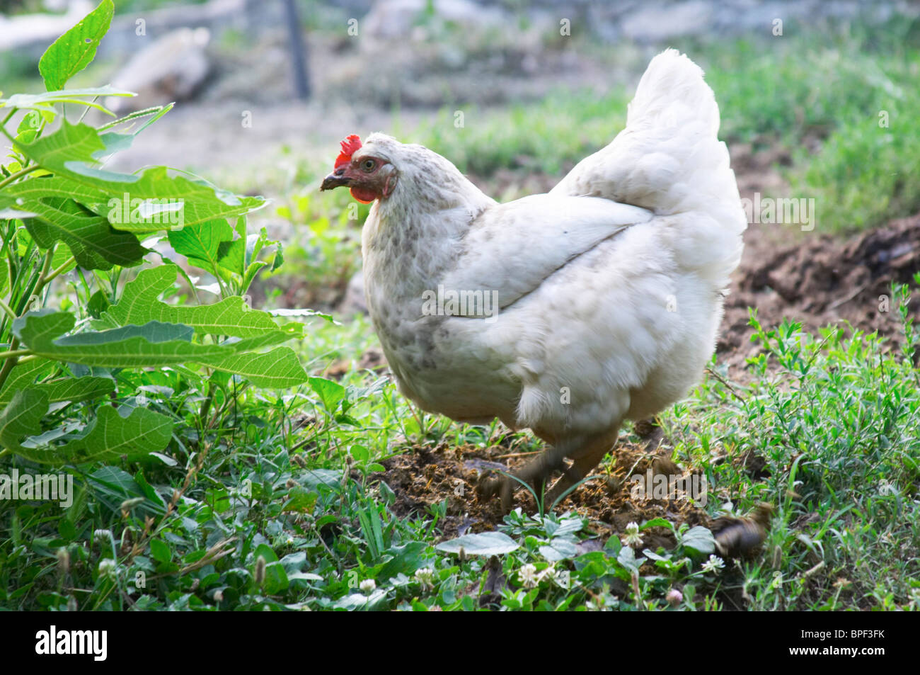 Un round di gallina bianca a passeggiare nel giardino. Jovo Durovic Cantina villaggio Dupilo regione vinicola a sud di Podgorica. Foto Stock