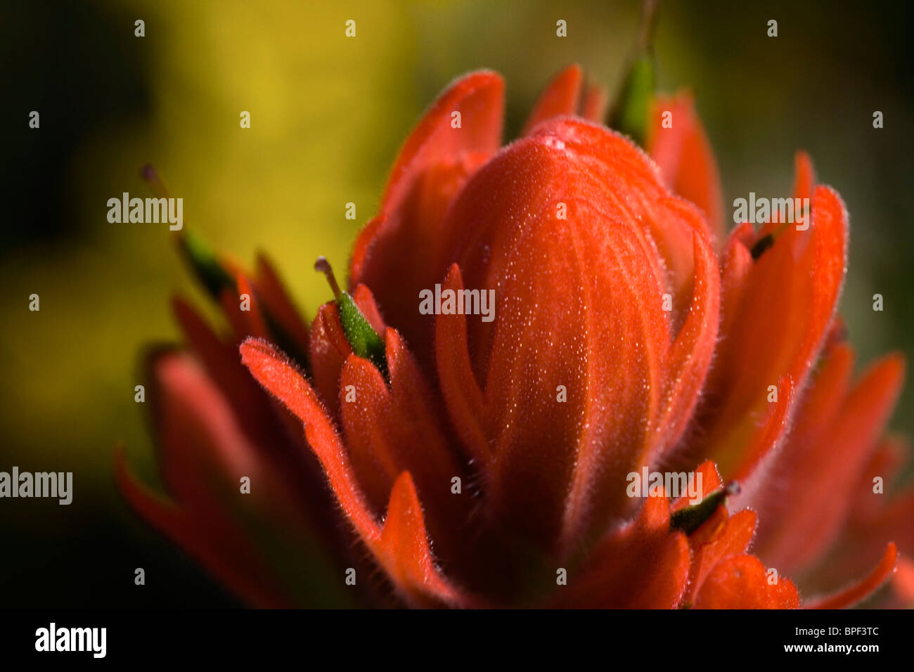 Indian Paintbrush, Scarlet pennello, Castilleja Miniata, Scrophulariaceae, Figwort. Primo piano di un pennello indiano fiore. Foto Stock