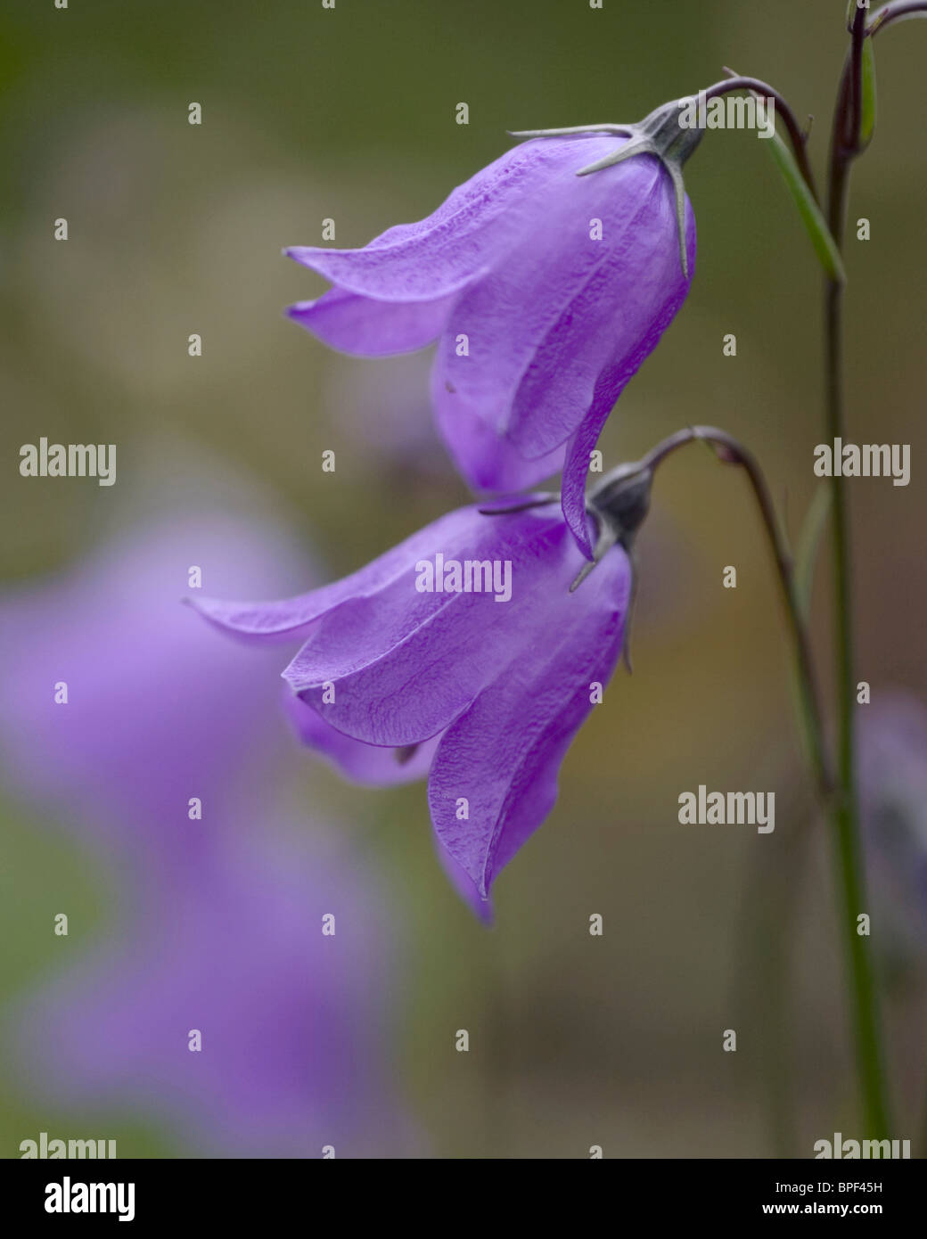 Harebell di montagna, Campanula rotundifolia. Una coppia di blu Harebells. Foto Stock