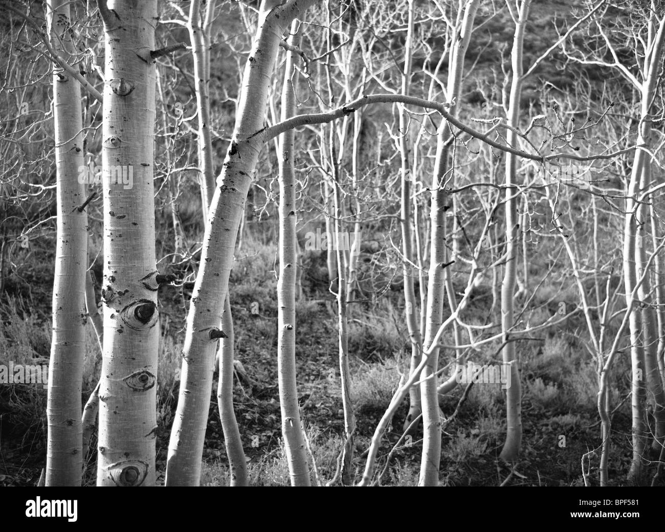 Aspen Tree Grove Foto Stock
