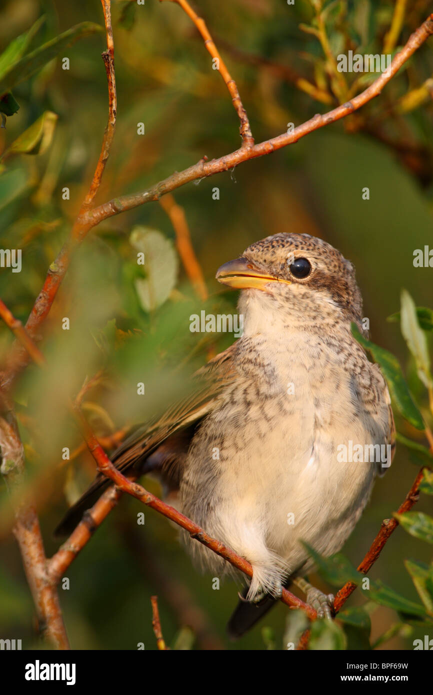I capretti Red backed shrike (Lanius collurio), Agosto 2010 Foto Stock
