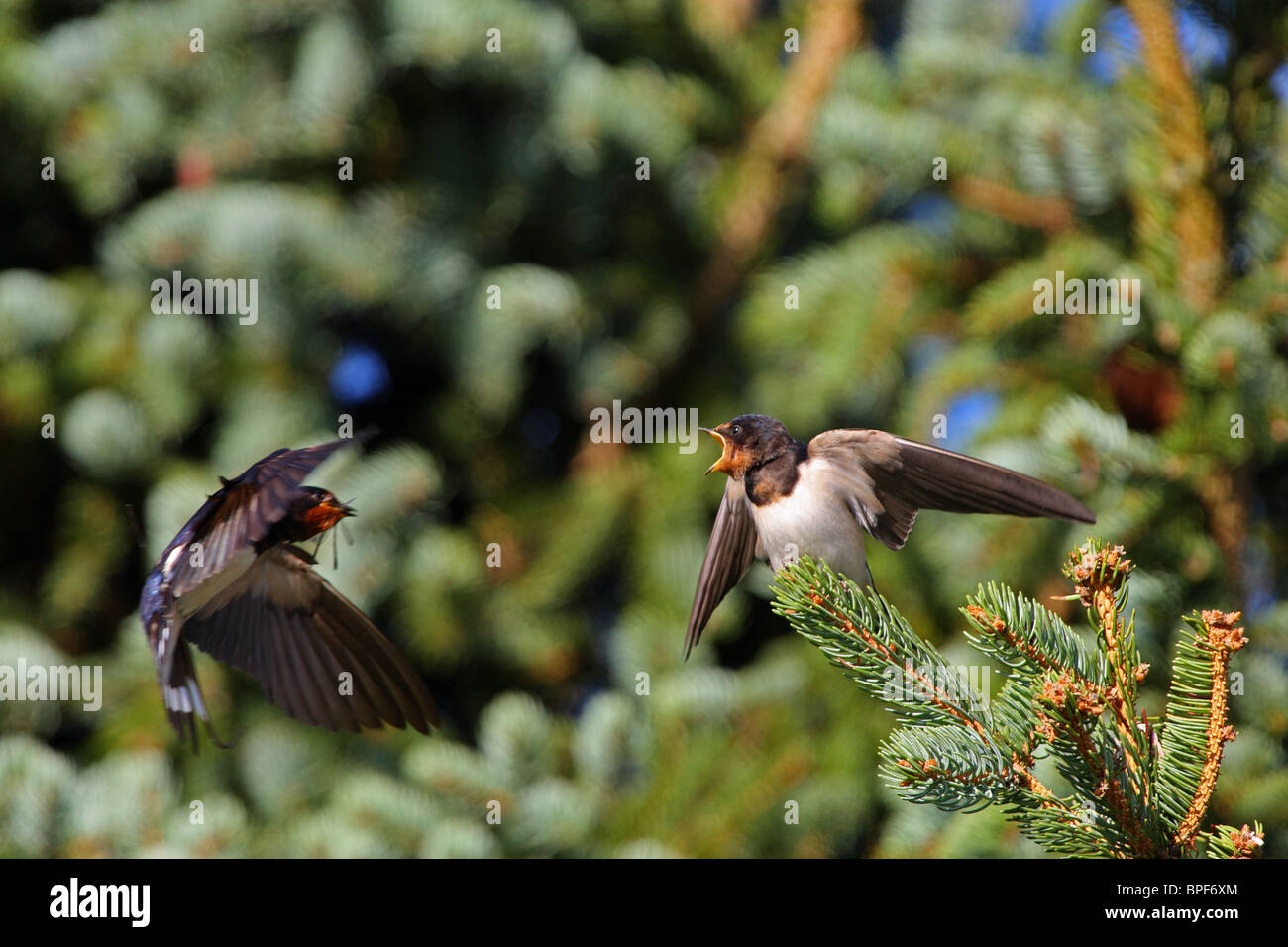 Barn swallow (Hirundo rustica) arrivando al feed di accattonaggio pulcino con un insetto. Agosto 2010 Foto Stock