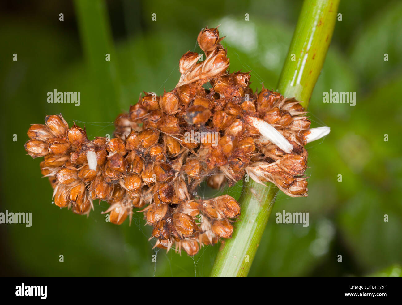 Casi larvale di micro-moth, coleophora alticolella, sul lettore RUSH fiori. Il Dorset. Foto Stock