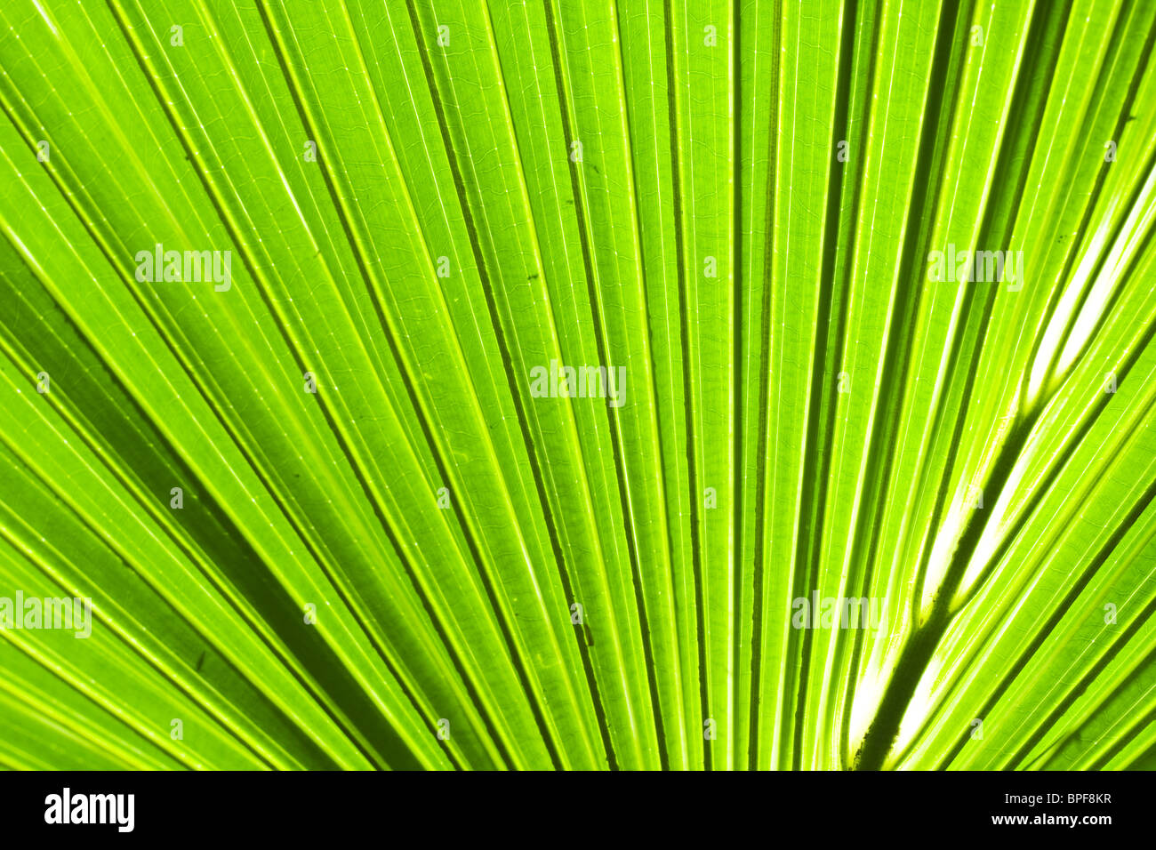 Palm tree foglia sfondo astratto,in inglese si chiama Banana giapponese albero,in latino è chiamato Musa basjoo tree Foto Stock