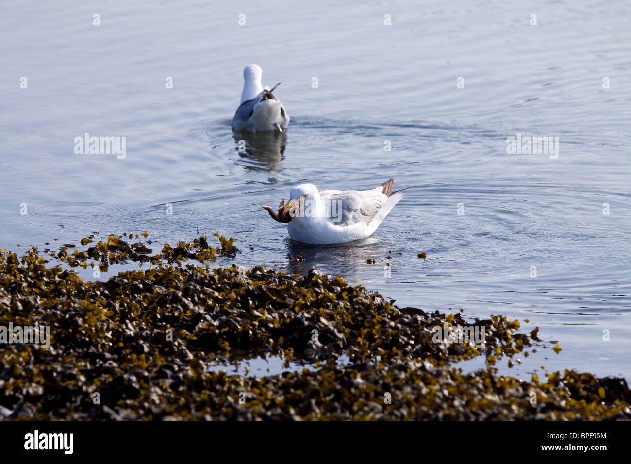 Seagull tenendo una stella di mare nel suo becco. Foto Stock