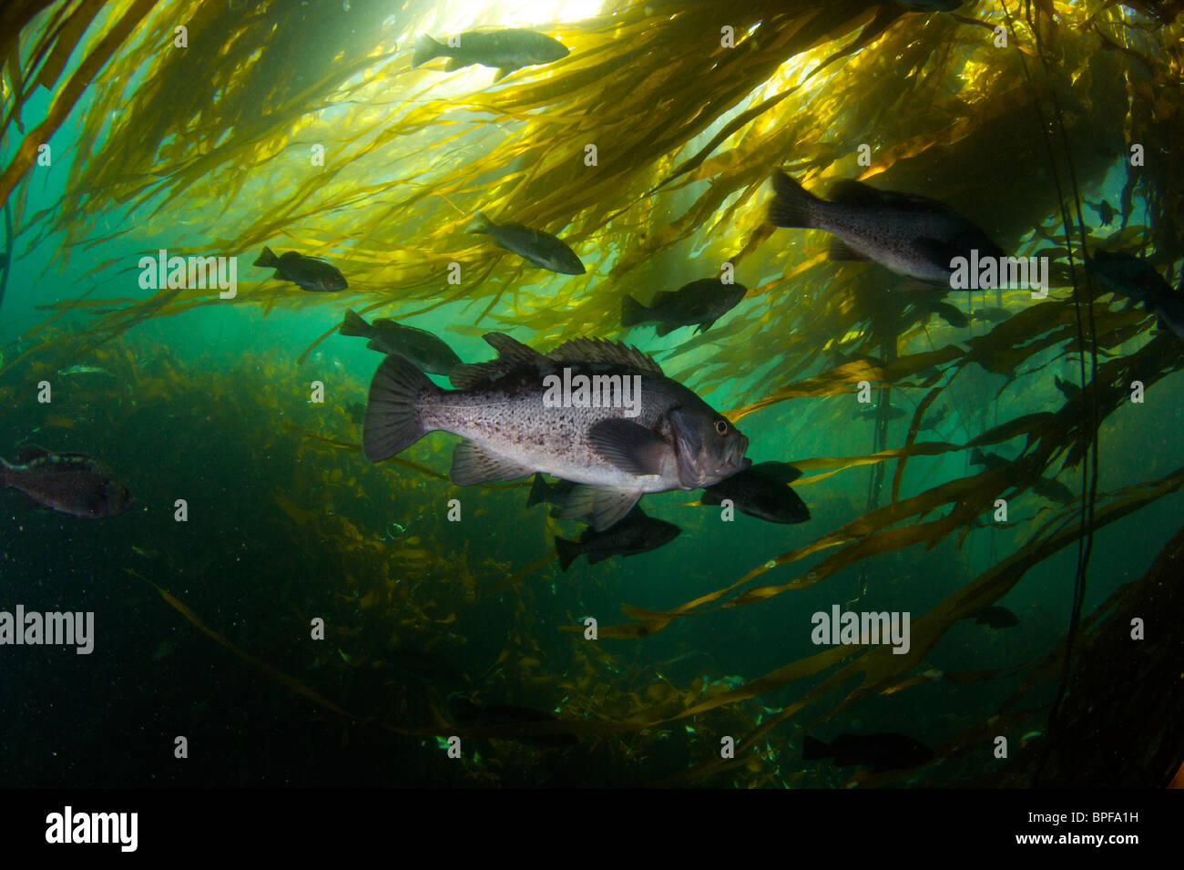 Pesci di roccia in Bull kelp in Port Hardy British Columbia Pacific Northwest Foto Stock