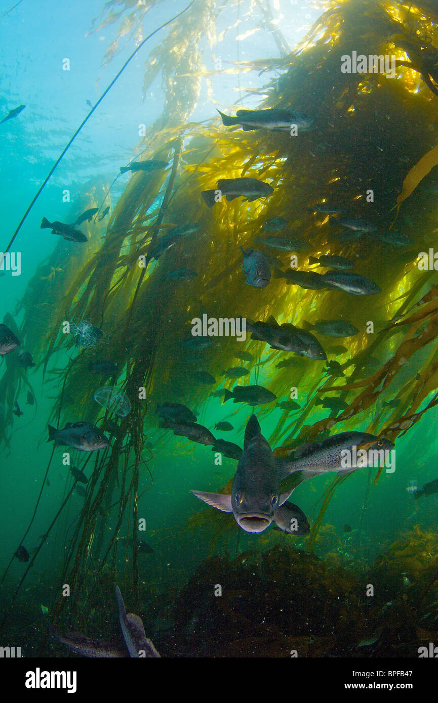 Pesci di roccia in Bull kelp in Port Hardy British Columbia Pacific Northwest Foto Stock