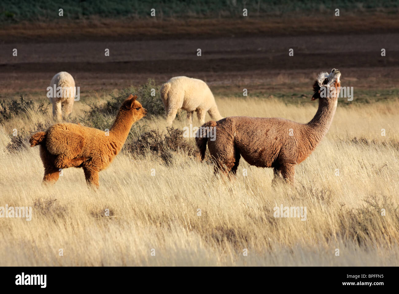 Alpaca (Vicugna pacos), specie animali domestiche di South American camelid Foto Stock