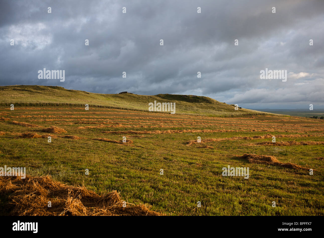 Sole di sera su righe di golden appena tagliato il fieno con storm avvicinando Foto Stock