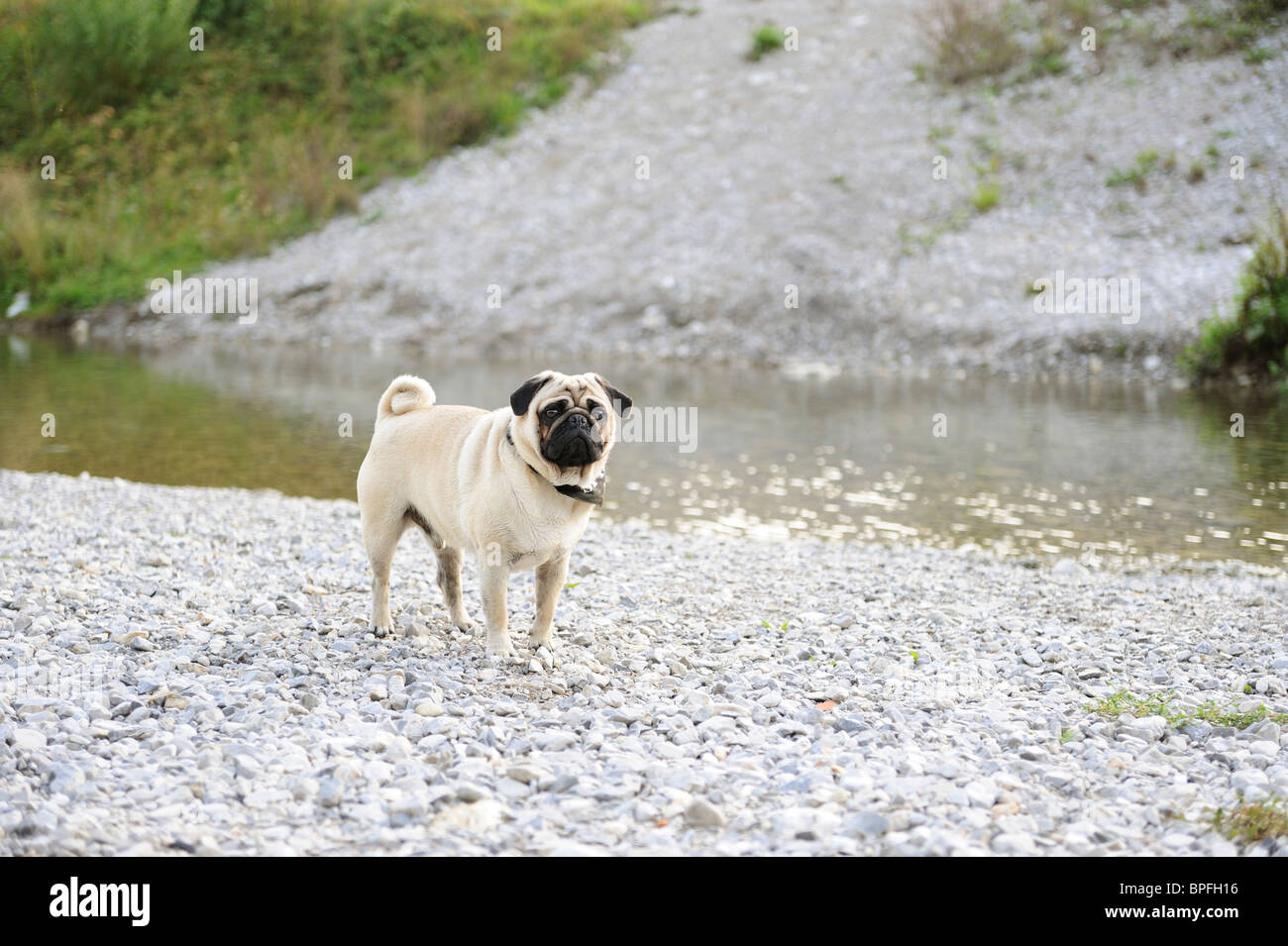 Pug cane da un fiume Foto Stock