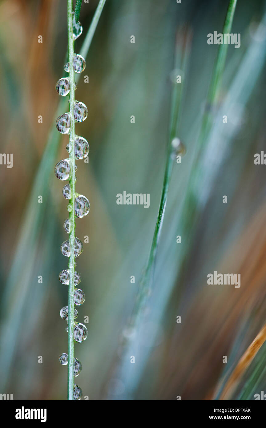 Festuca glauca. Gocce di pioggia su Elia blue grass Foto Stock