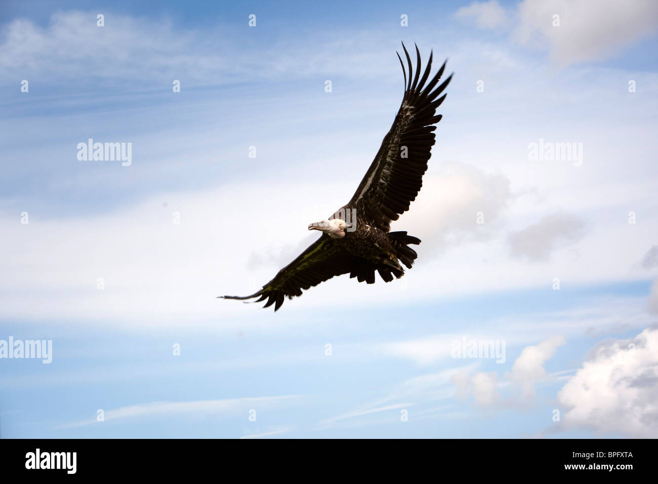Regno Unito, Inghilterra, Merseyside Southport Flower Show, Steller's Sea Eagle, Haliaeetus pelagicus in volo Foto Stock