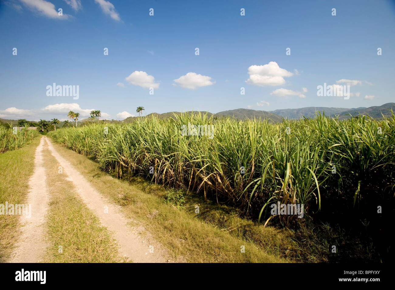 La piantagione di canna da zucchero, Giamaica Foto Stock