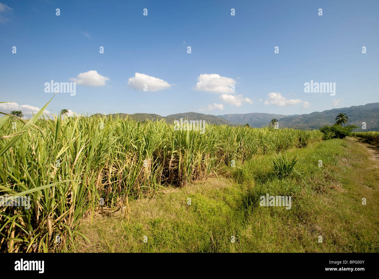 La piantagione di canna da zucchero, Giamaica Foto Stock