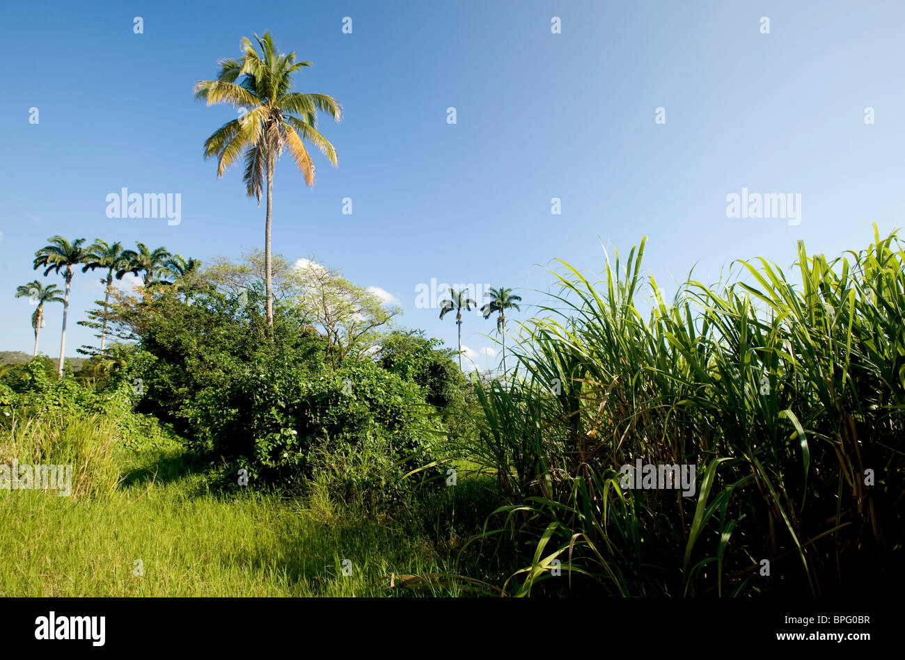 La piantagione di canna da zucchero, Giamaica Foto Stock
