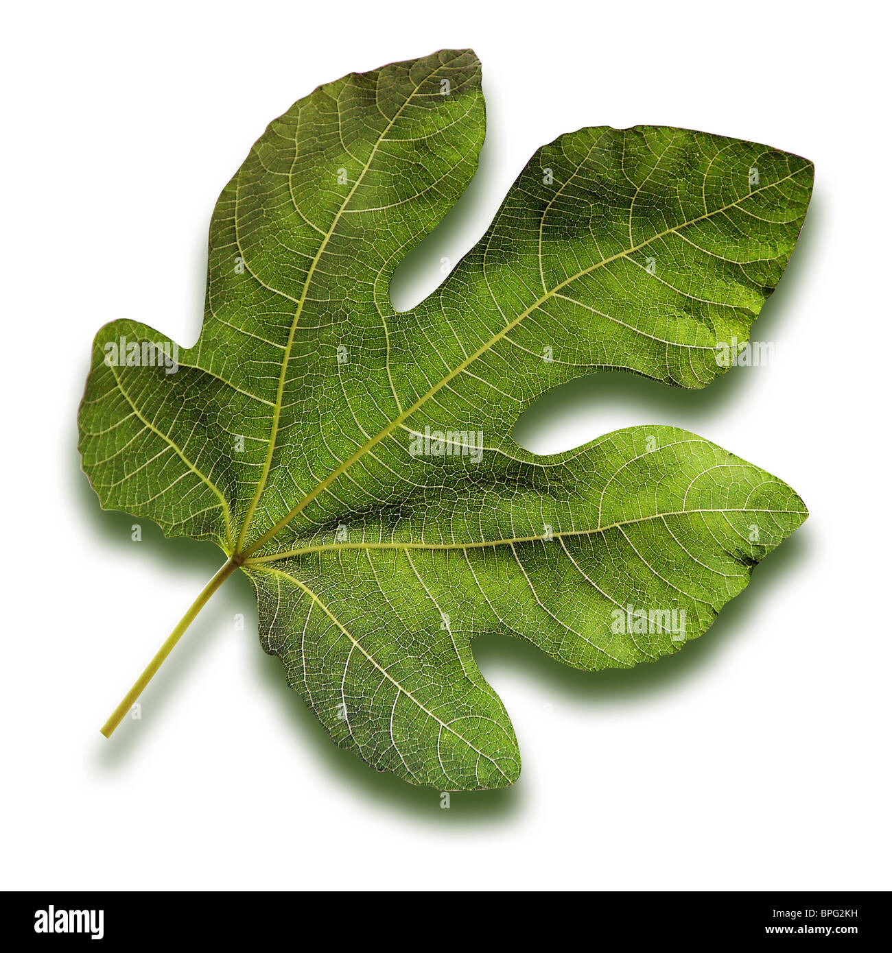 Isolato Foglia di Fico (percorsi inclusi) Foto Stock