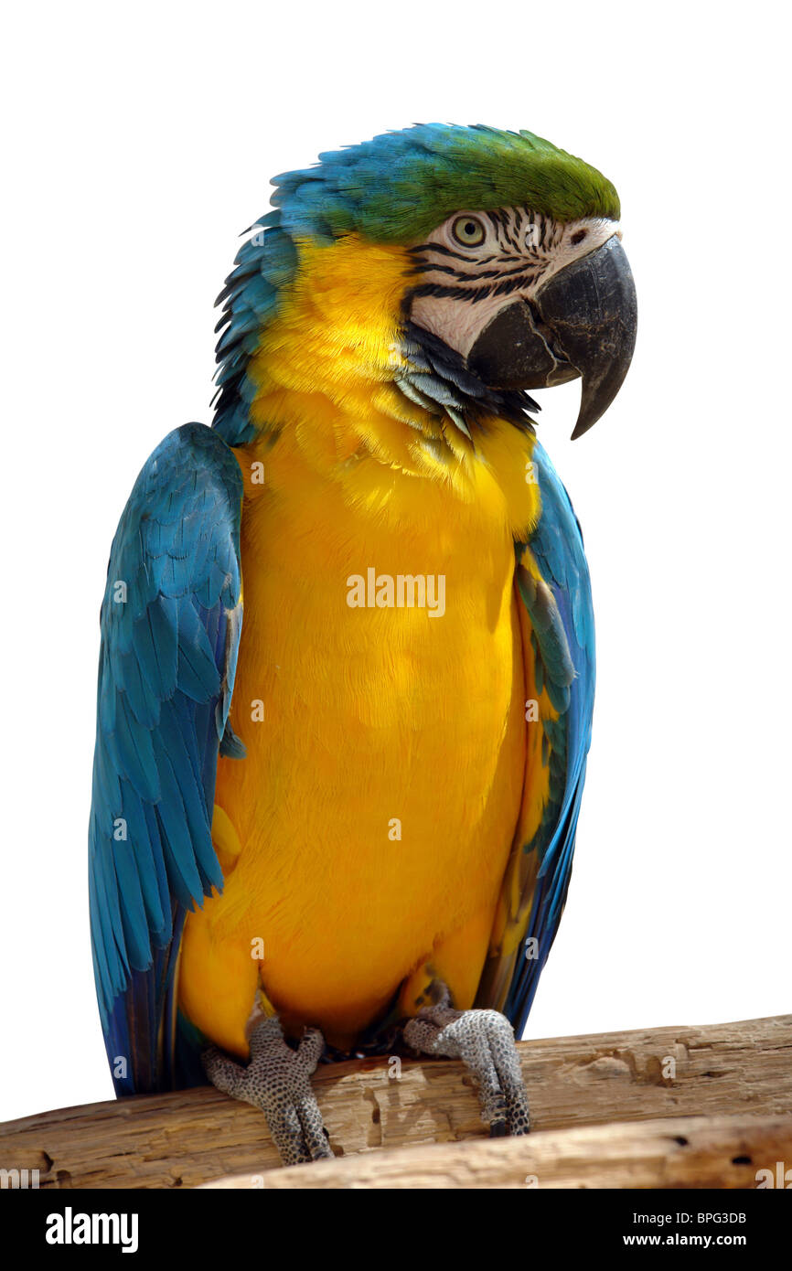 Colorato grande pappagallo seduto su un ramo e avente coversations con le persone di passaggio Foto Stock