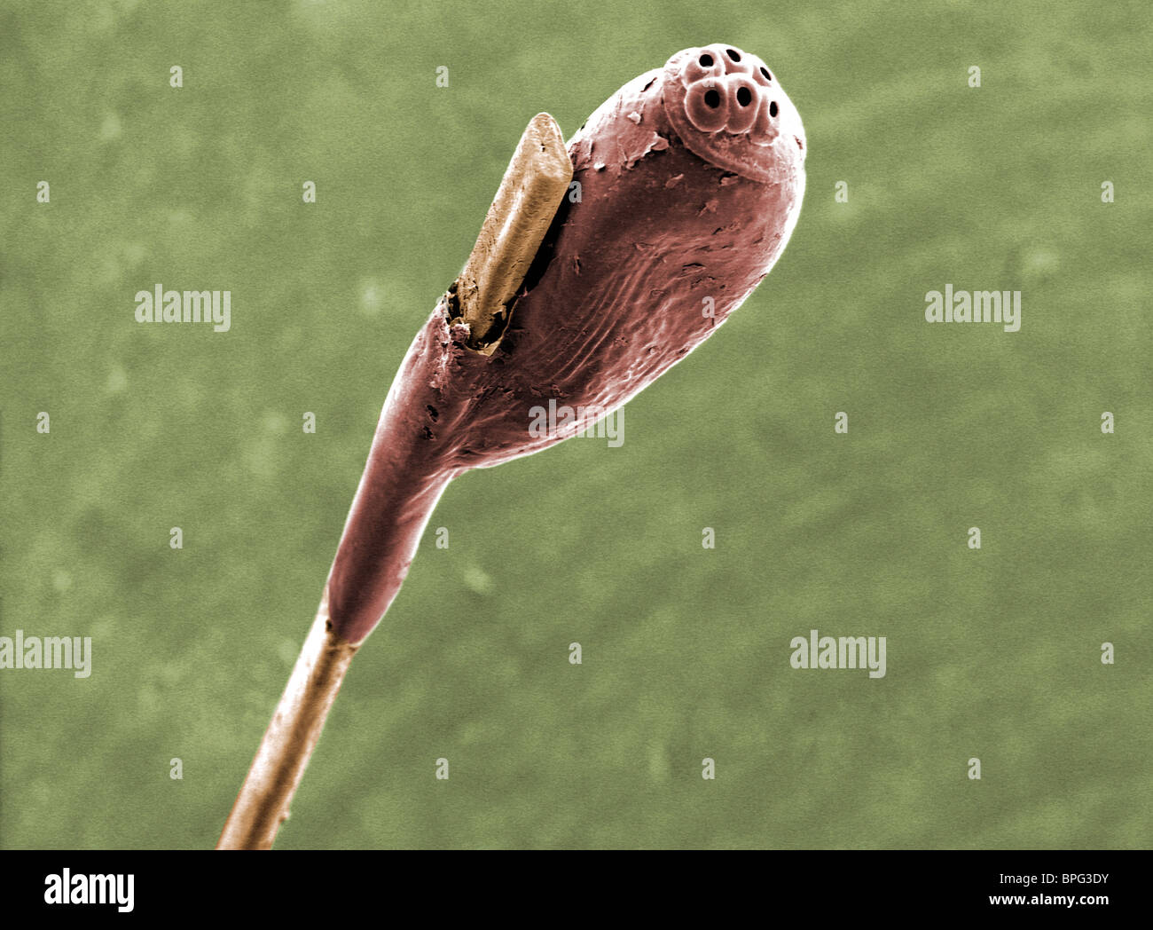 Una micrografia al microscopio elettronico a scansione (SEM) di una testa pidocchio uovo su un albero di capelli. Foto Stock