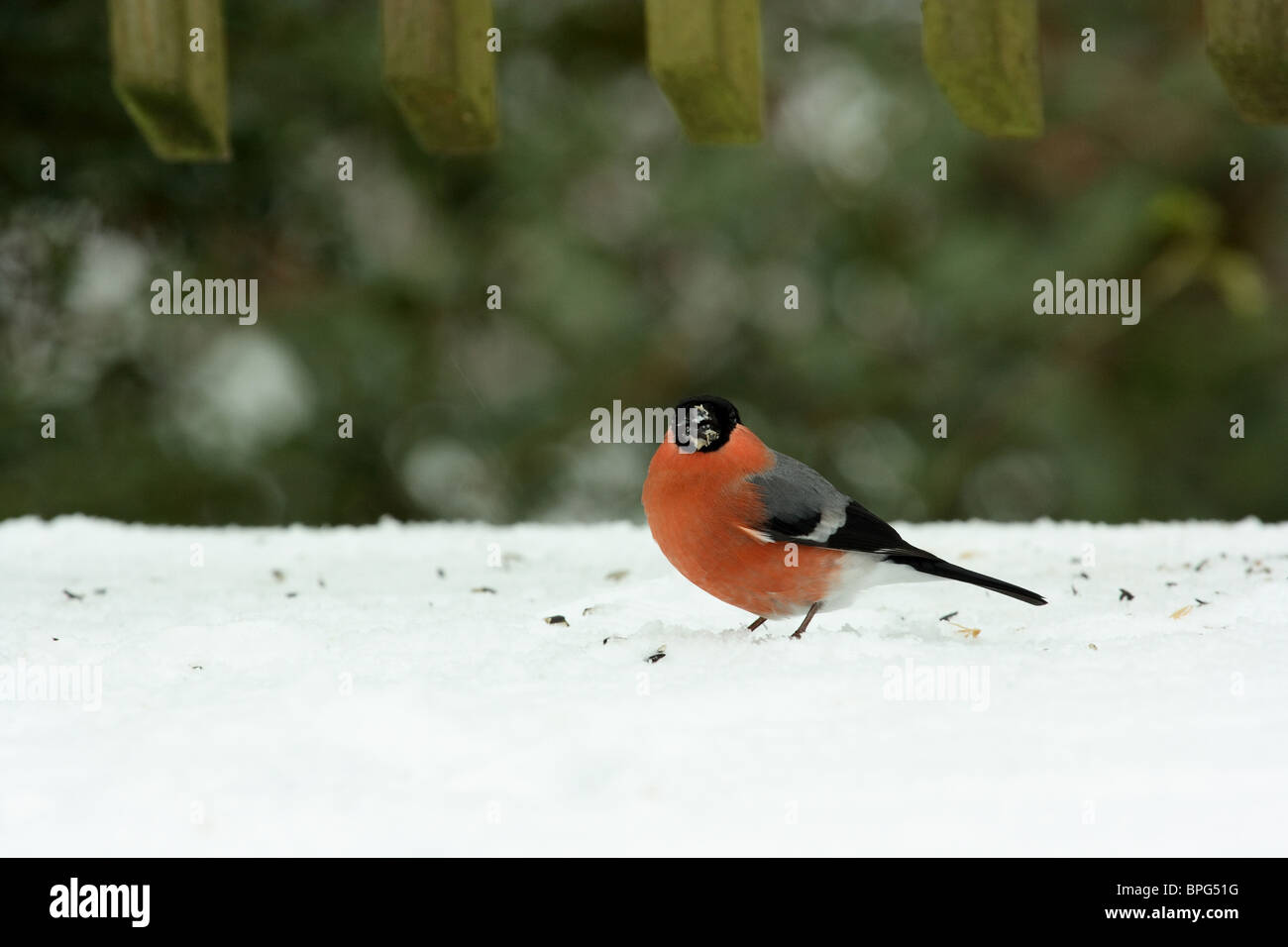 Bullfinch nella neve nel Devon UK Foto Stock