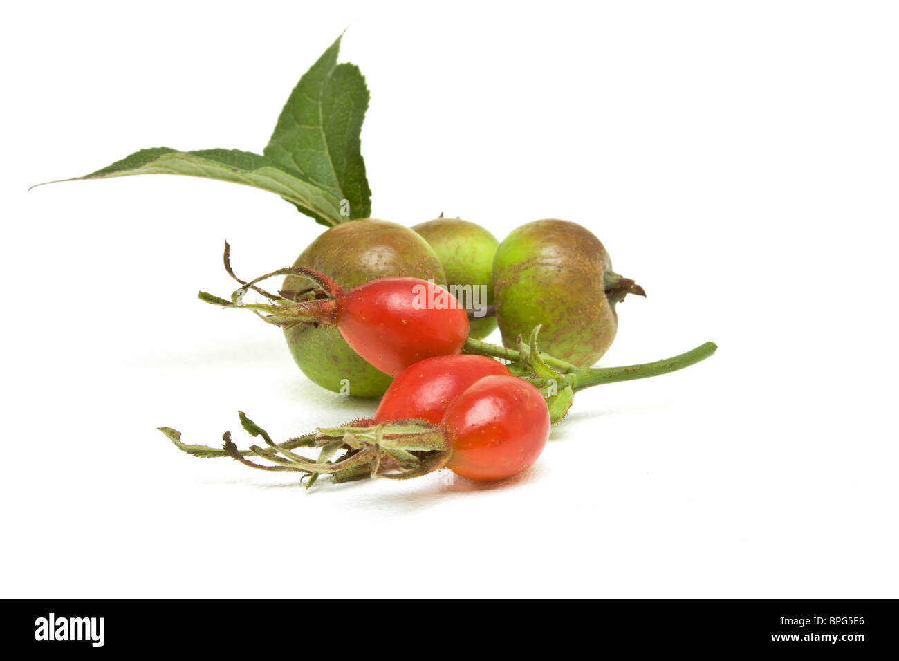 Siepe frutto di vibrante cinorrodi rosso e verde crabapples. Foto Stock