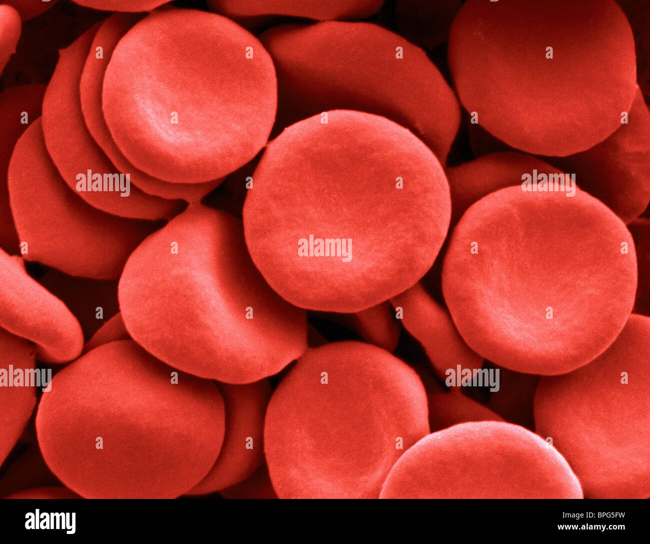 SEM x4673 - le cellule rosse del sangue Foto Stock