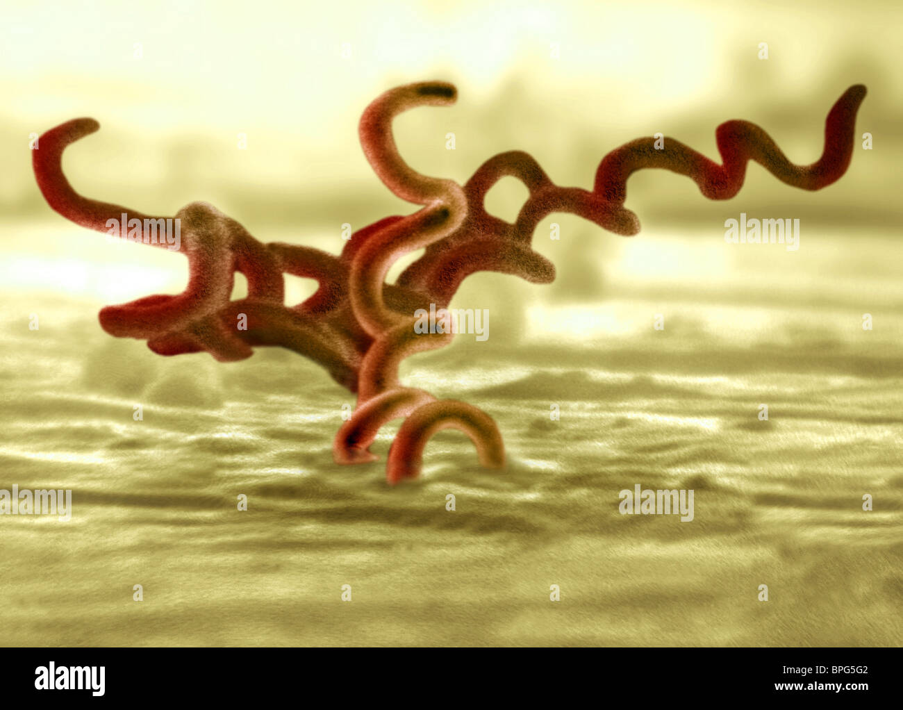 Una micrografia elettronica a trasmissione di Treponema pallidum, l'agente causativo della sifilide. Foto Stock