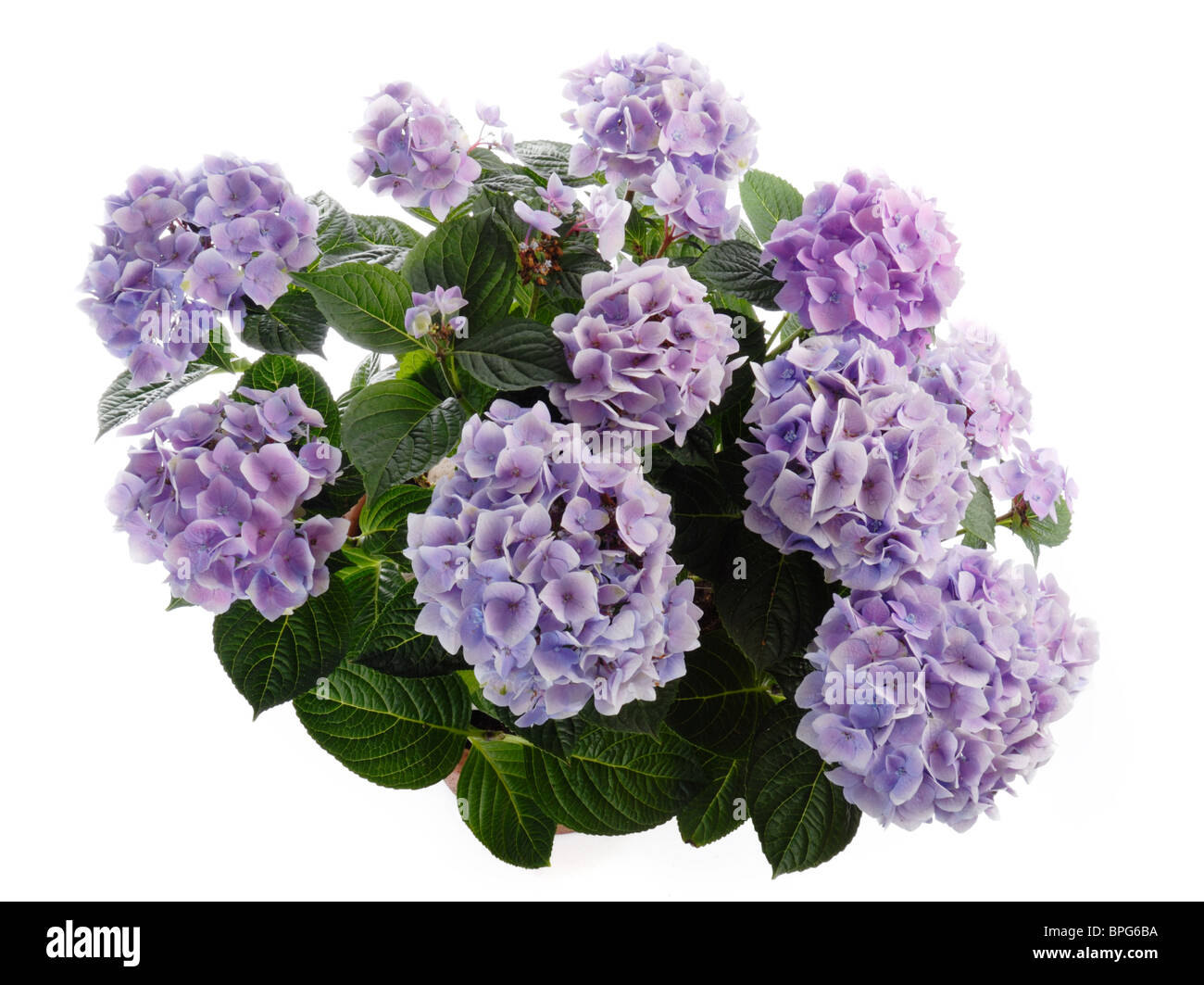 Hortensia Hydrangea macrophylla Foto Stock