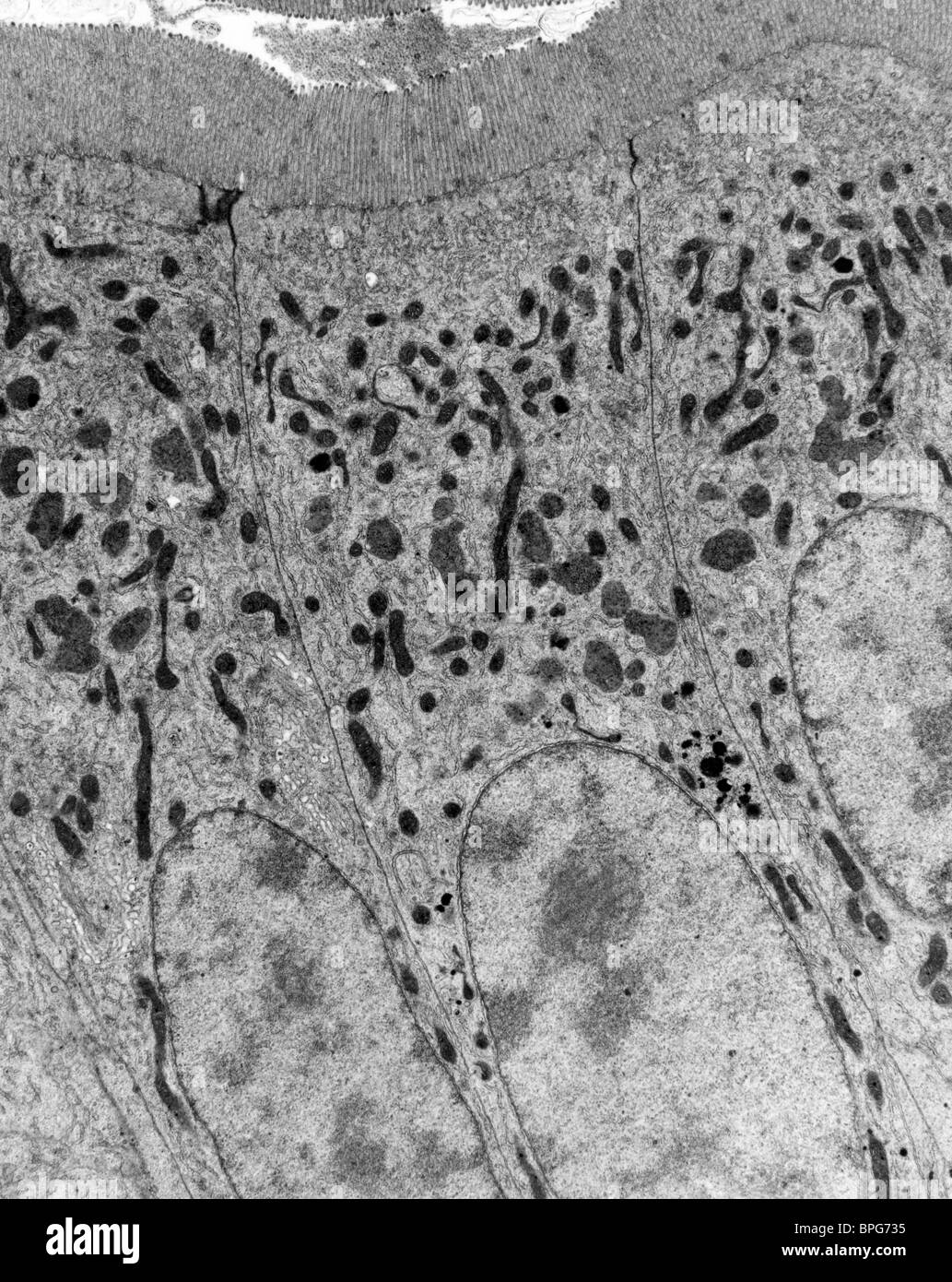 Una micrografia elettronica a trasmissione di una sezione del piccolo intestino che mostra microvilli, membrana plasmatica, mitochrondia e nuclei. Foto Stock