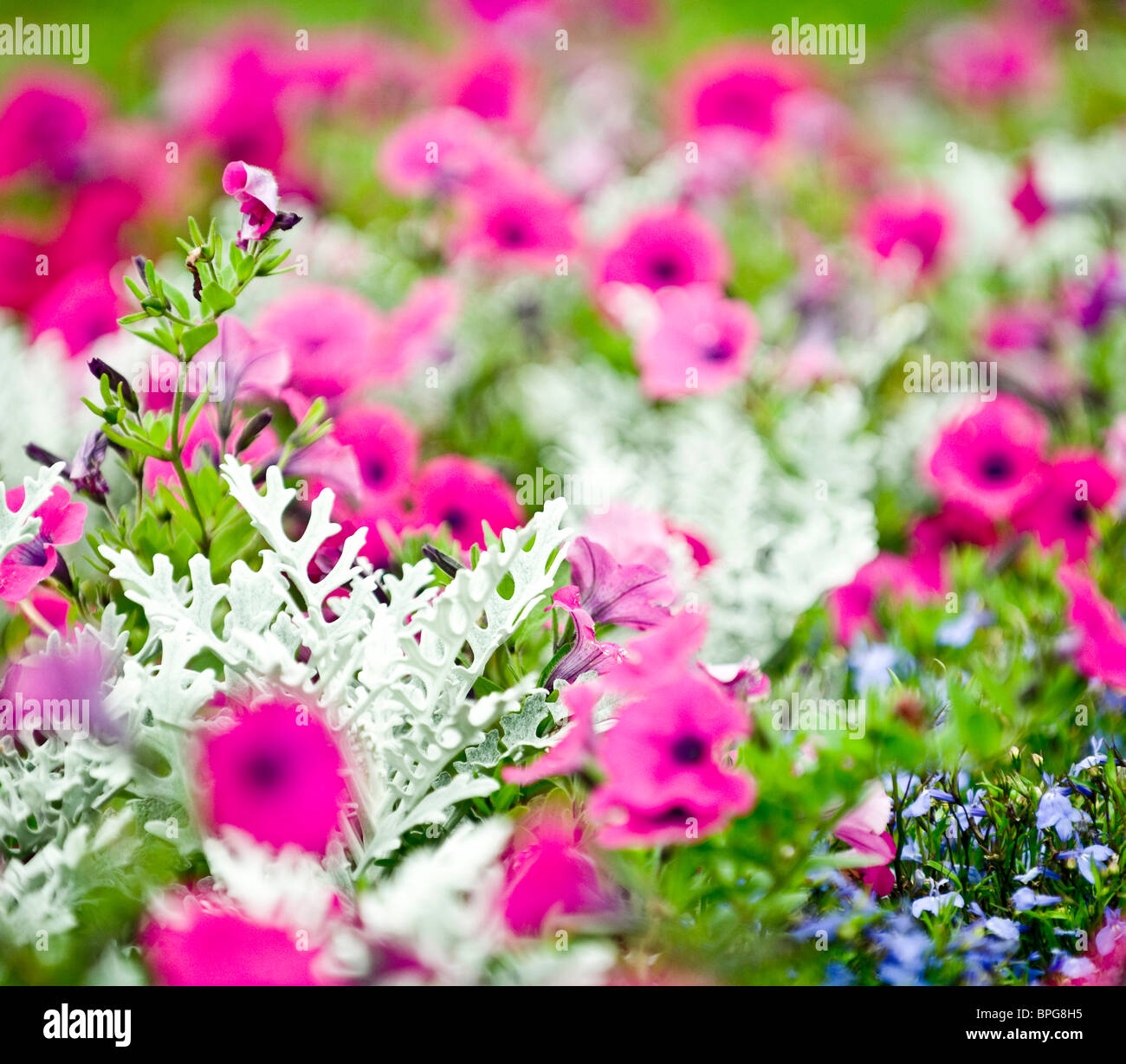La teoria del colore verde, rosa armonia potente la libertà di movimento terra a molla fiore leader potenza di sfocatura emozione direzione linee Foto Stock