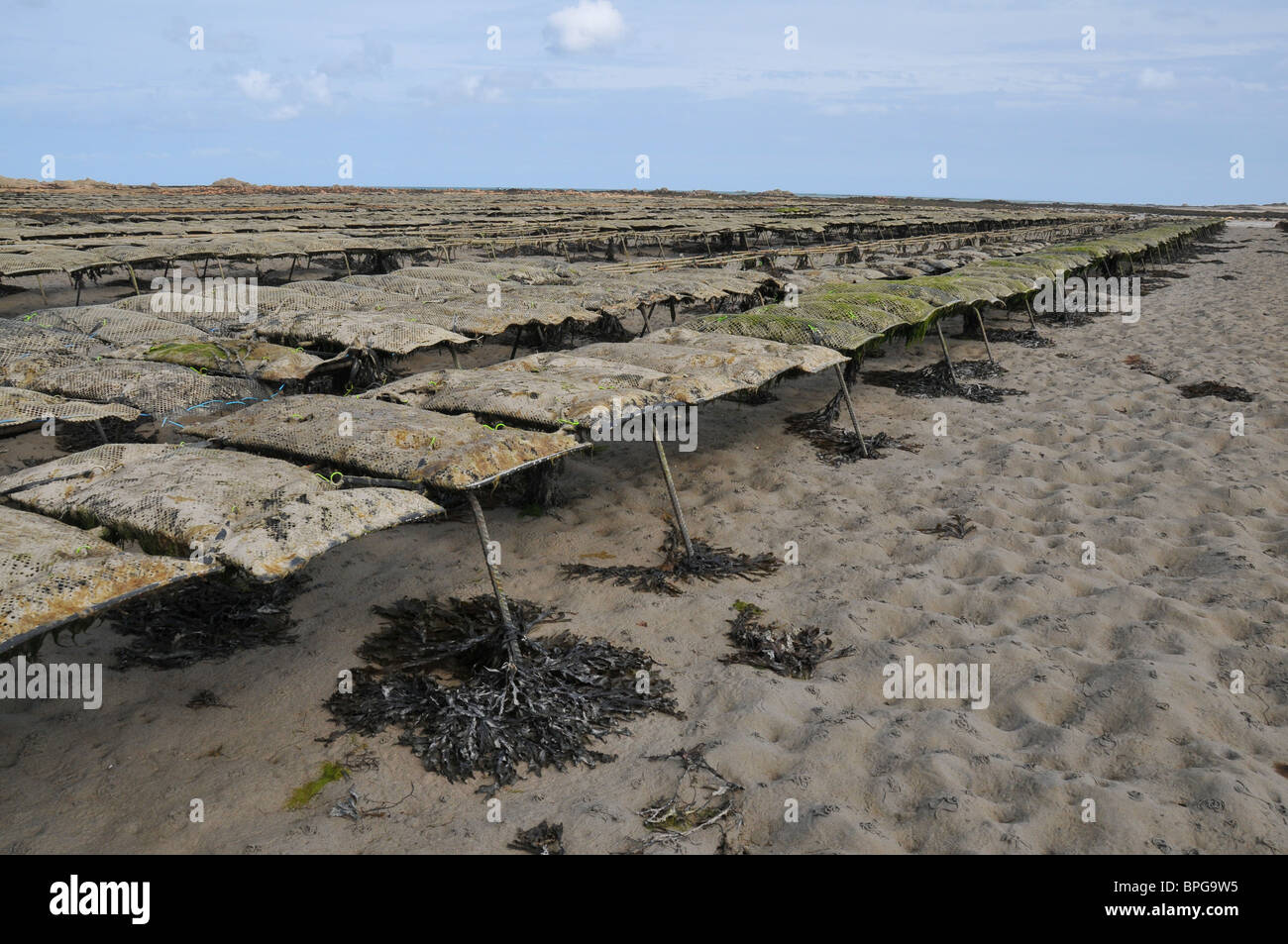 Ostriche, Royal Bay di Grouville, Jersey Foto Stock