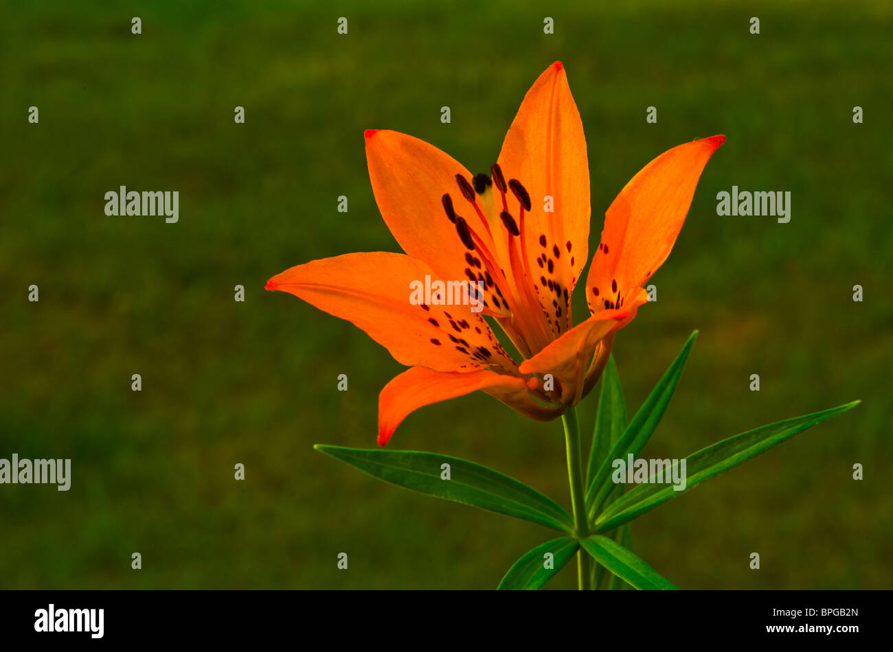 Un'immagine ravvicinata di un giglio di legno selvatico Foto Stock
