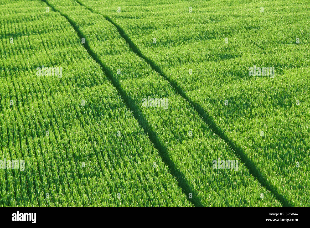 campo verde Foto Stock