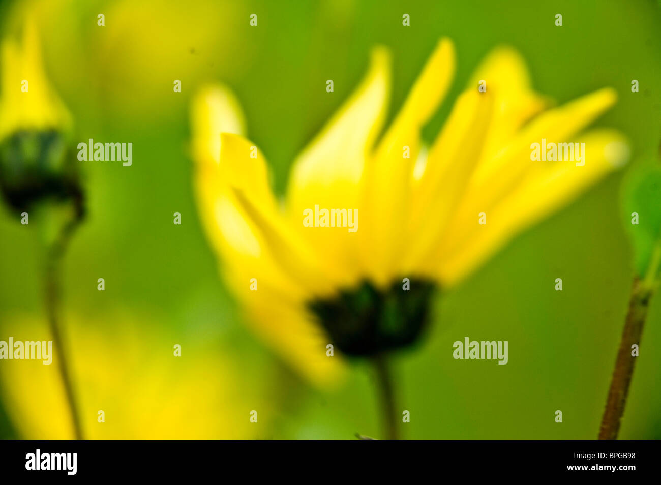 La teoria dei colori, verde giallo armonia potente la libertà di movimento terra a molla fiore Foto Stock