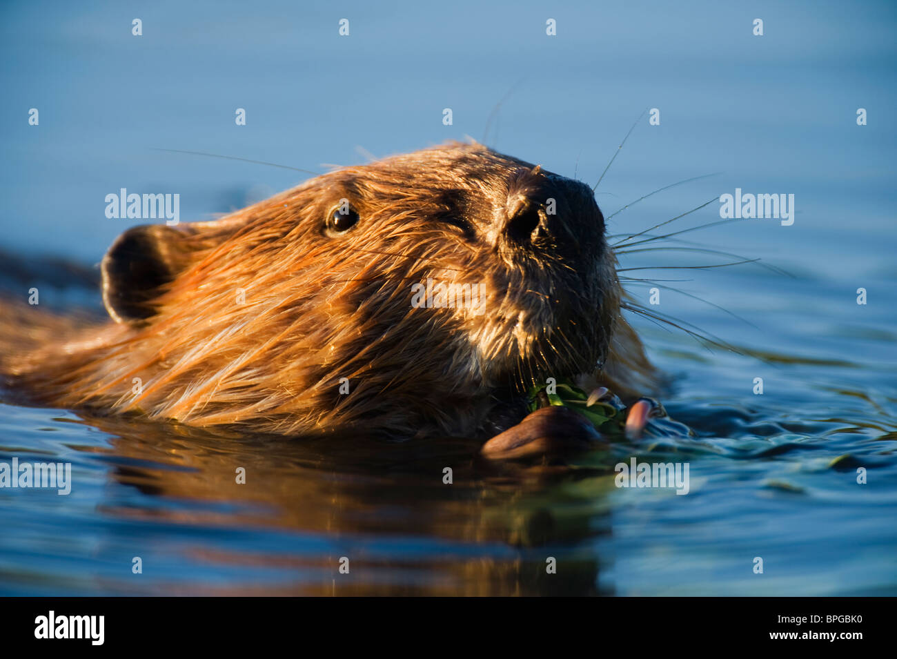 Un 3/4 di immagine di un castoro del volto Foto Stock