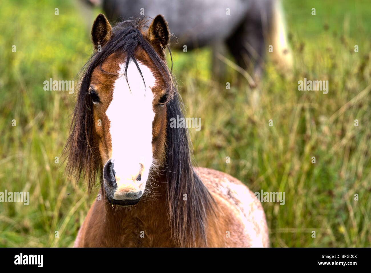 Ritratto di testa del Pony Welsh cob con faccia bianca Foto Stock