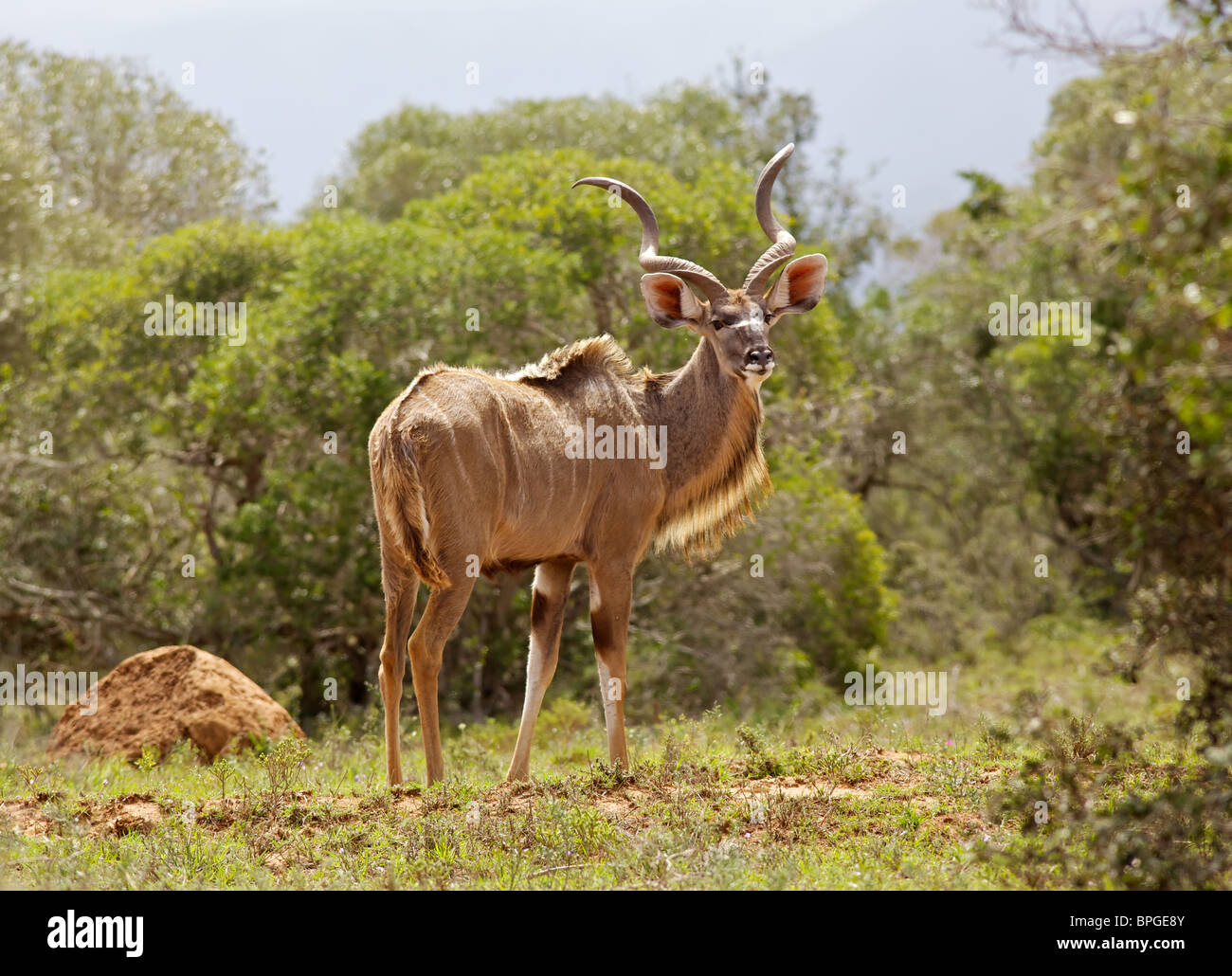 Una maggiore kudu bull (Tragelaphus strepsiceros) nell'Addo Elephant National Park, Sud Africa. Foto Stock