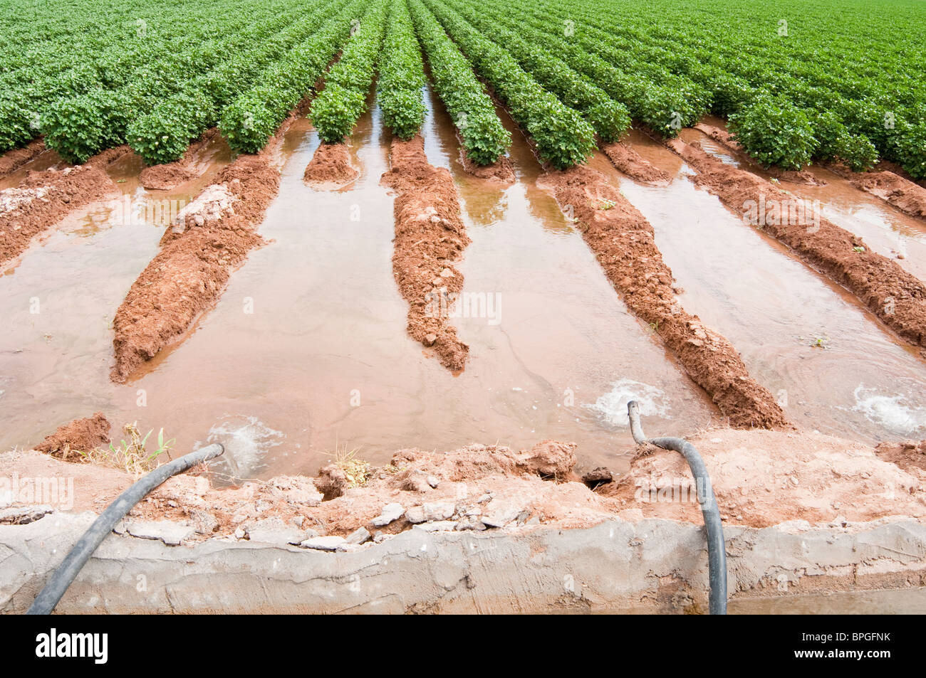 L'acqua viene travasato da un canale di irrigazione di alluvione un campo di cotone in Arizona. Foto Stock