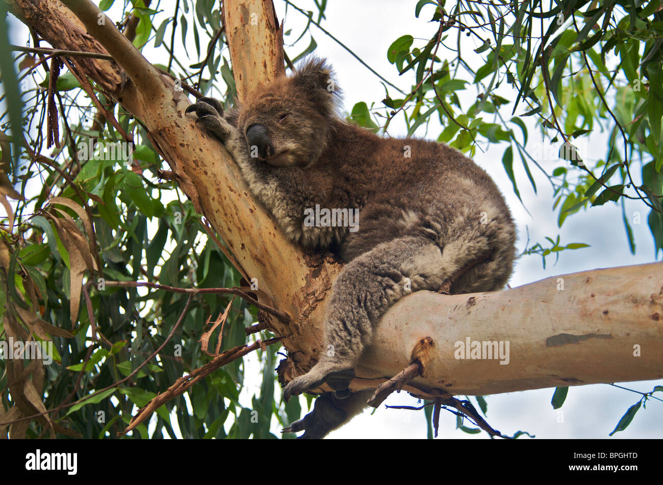 Il Koala addormentato nella struttura ad albero Kennet River Victoria Australia Foto Stock