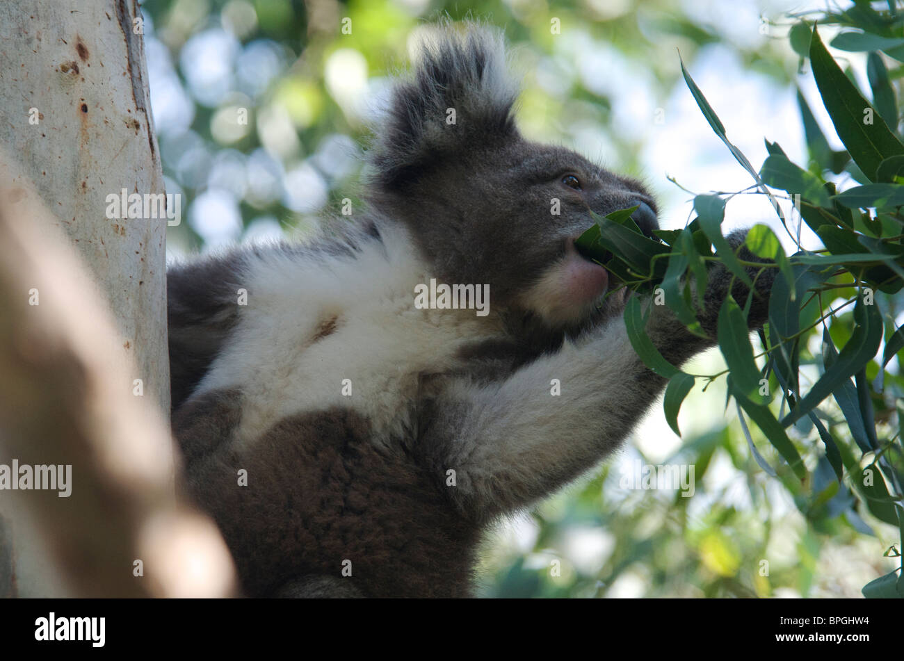 Alimentazione Koala su foglie di eucalipto Kennet River Victoria Australia Foto Stock