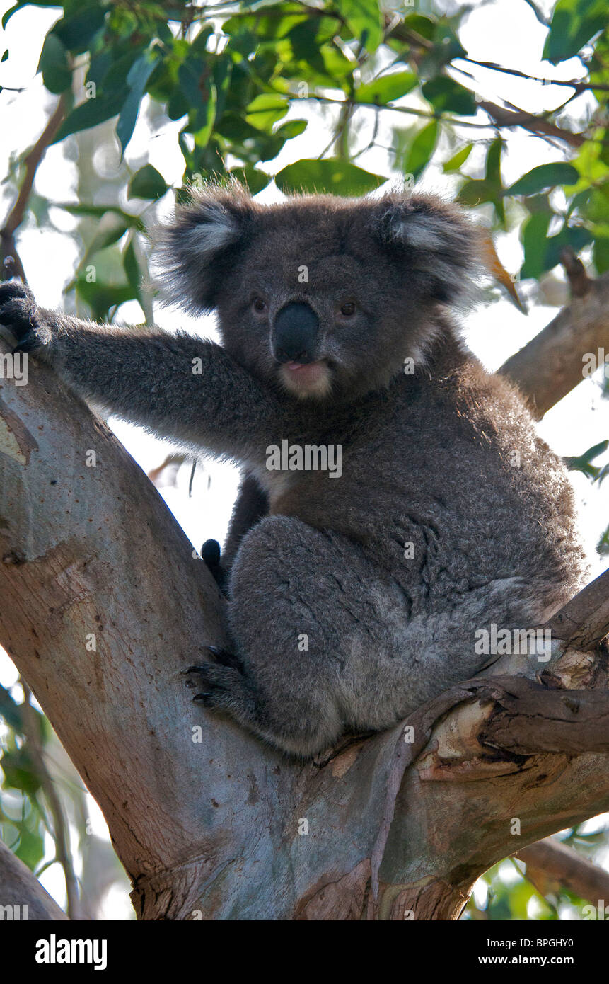 Il Koala in albero Kennet River Victoria Australia Foto Stock