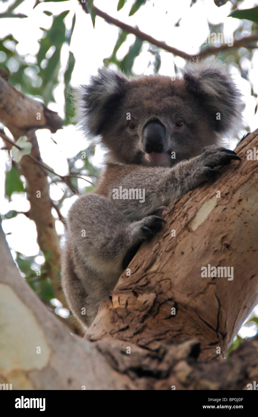 Il Koala in albero Kennet River Victoria Australia Foto Stock