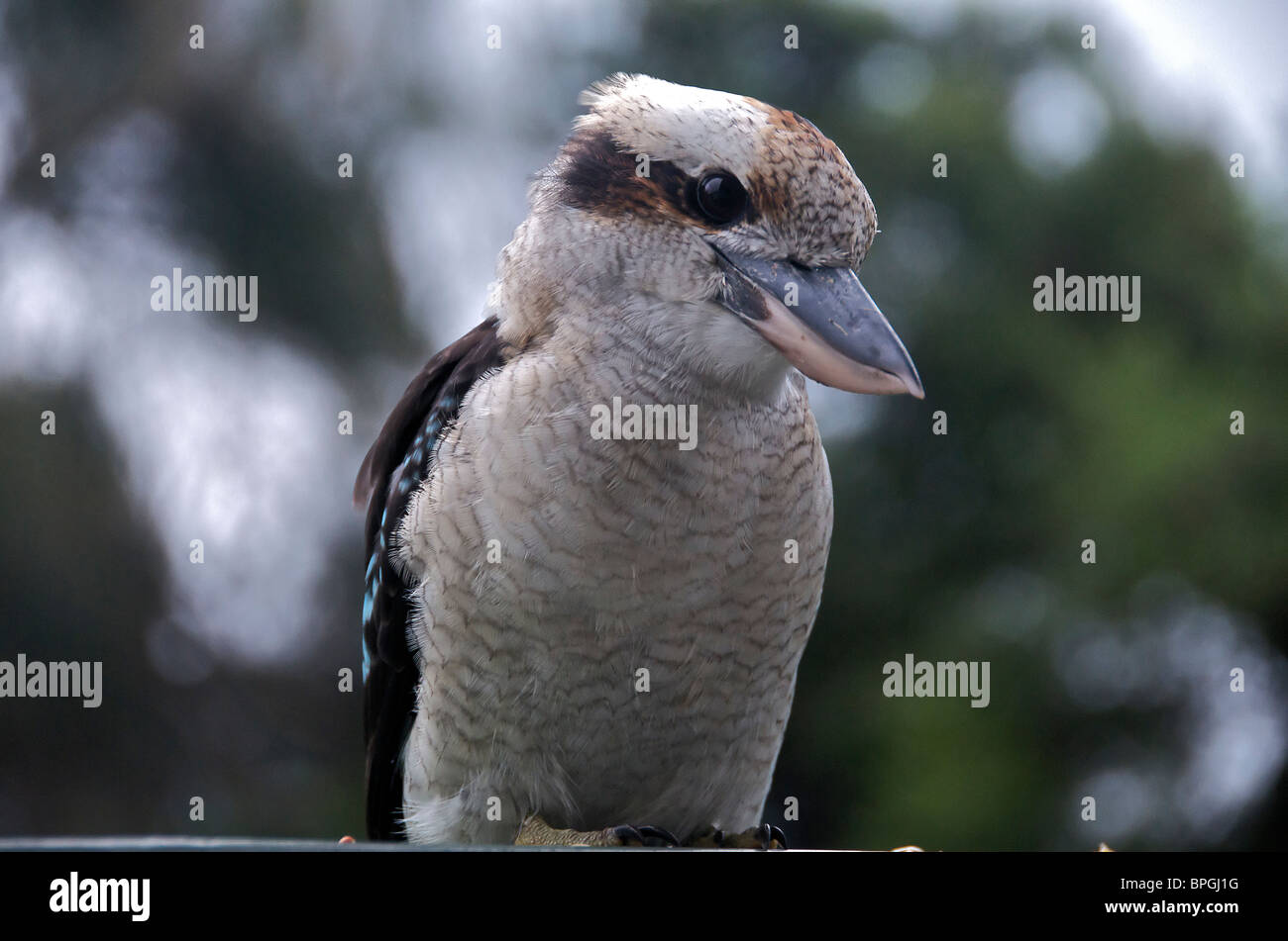 Ridendo Kookaburra Kennet River Victoria Australia Foto Stock