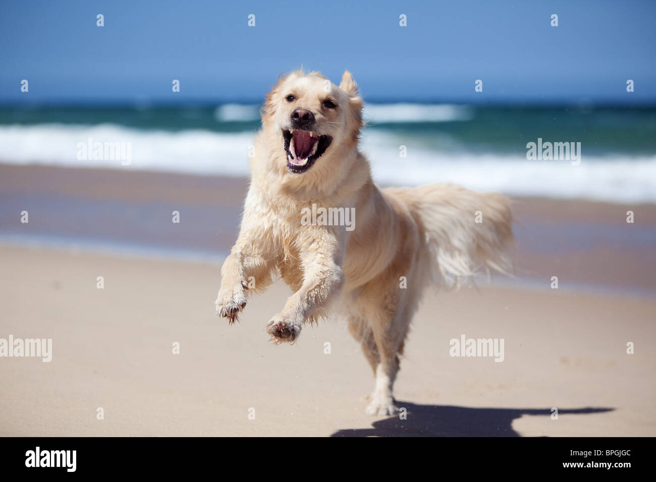 Entusiasti giovani golden retriever di salto e correre sulla spiaggia Foto Stock