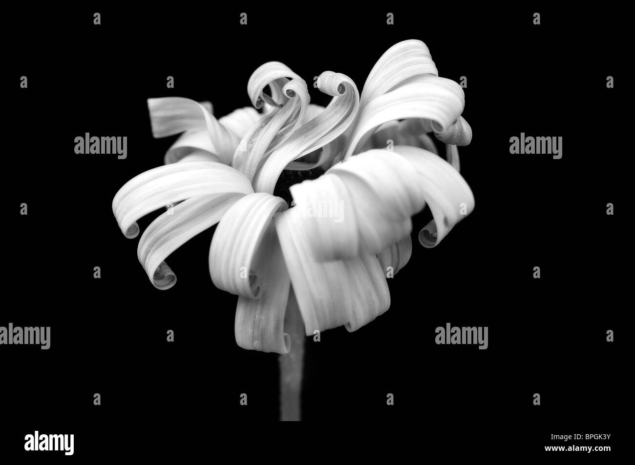 African Daisy, Osteospermum, in bianco e nero Foto Stock