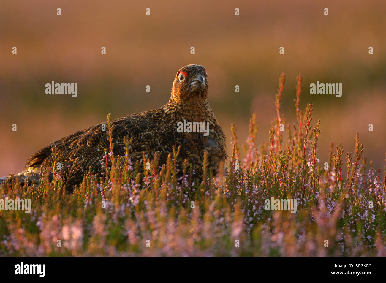 Red Grouse Lagopus lagopus scoticus, maschio, in heather moorland all'alba, nello Yorkshire, Agosto Foto Stock