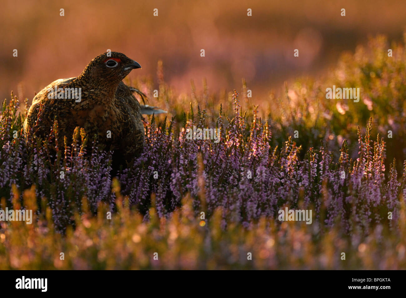 Red Grouse Lagopus lagopus scoticus, heather moorland in inizio di mattina di luce, Yorkshire, Agosto Foto Stock