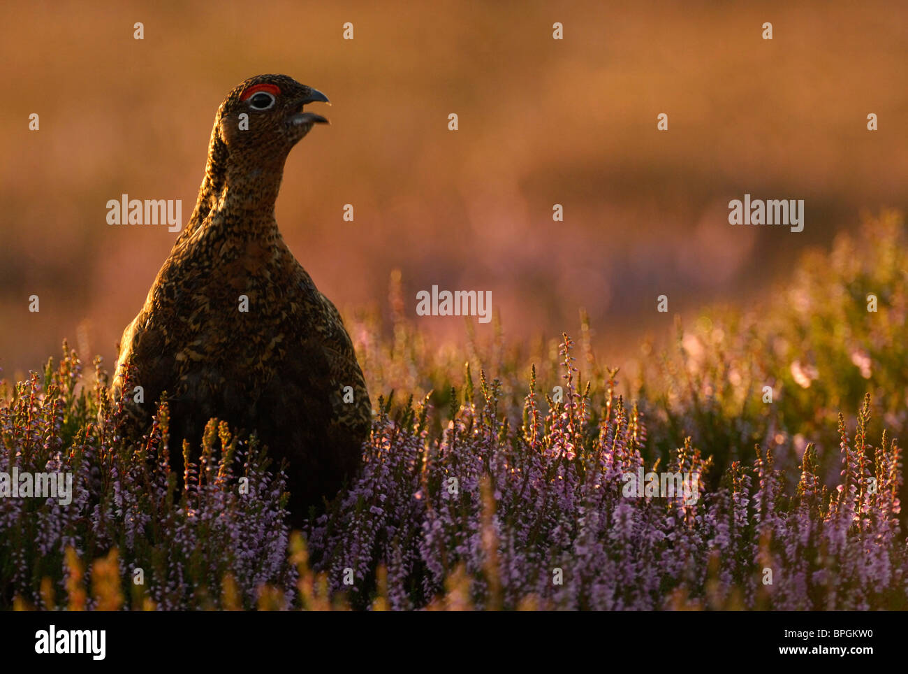 Red Grouse Lagopus lagopus scoticus, maschio, chiamando in inizio di mattina di luce, Yorkshire, Agosto Foto Stock