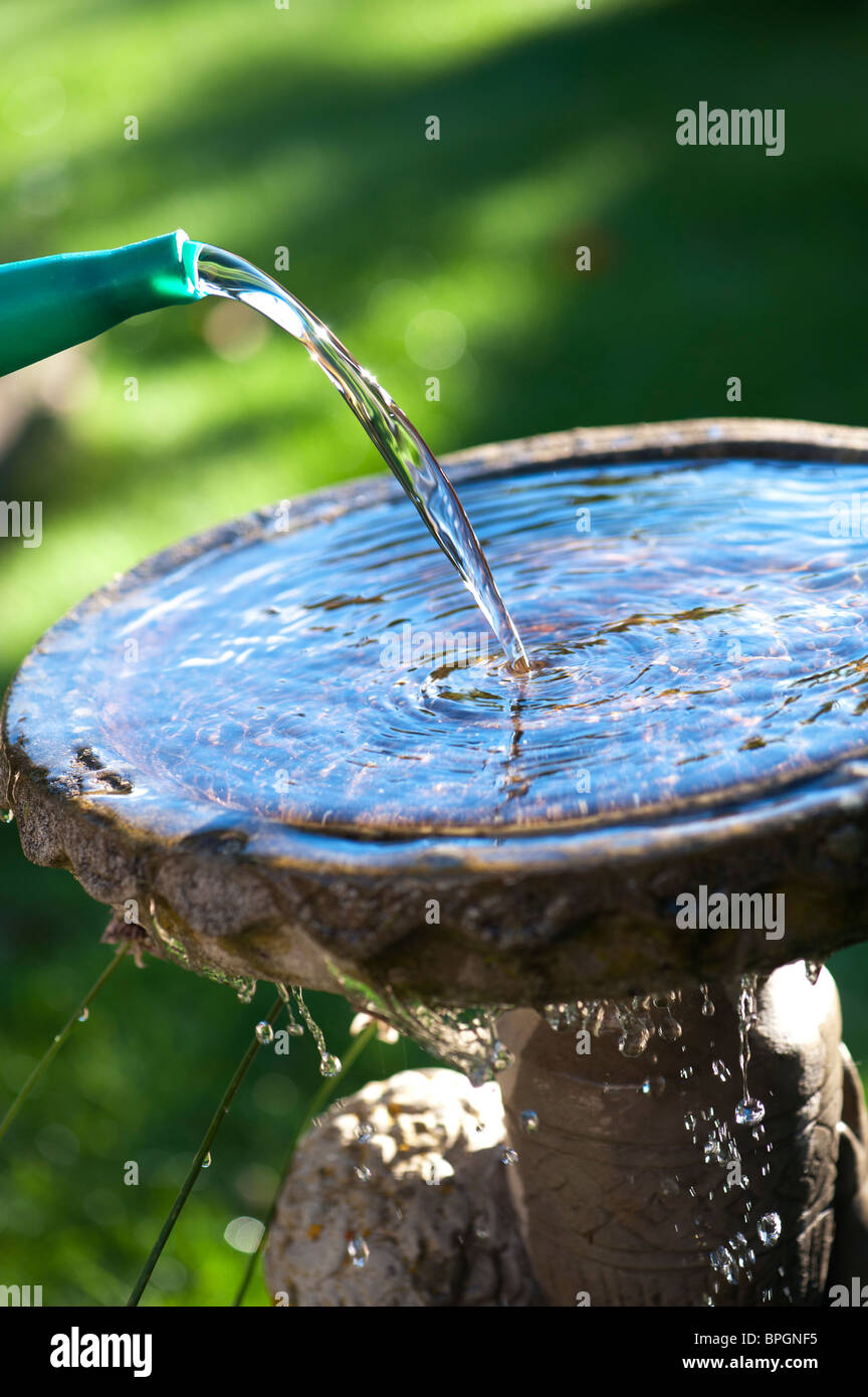 Versare acqua in un Bagno uccelli Foto Stock