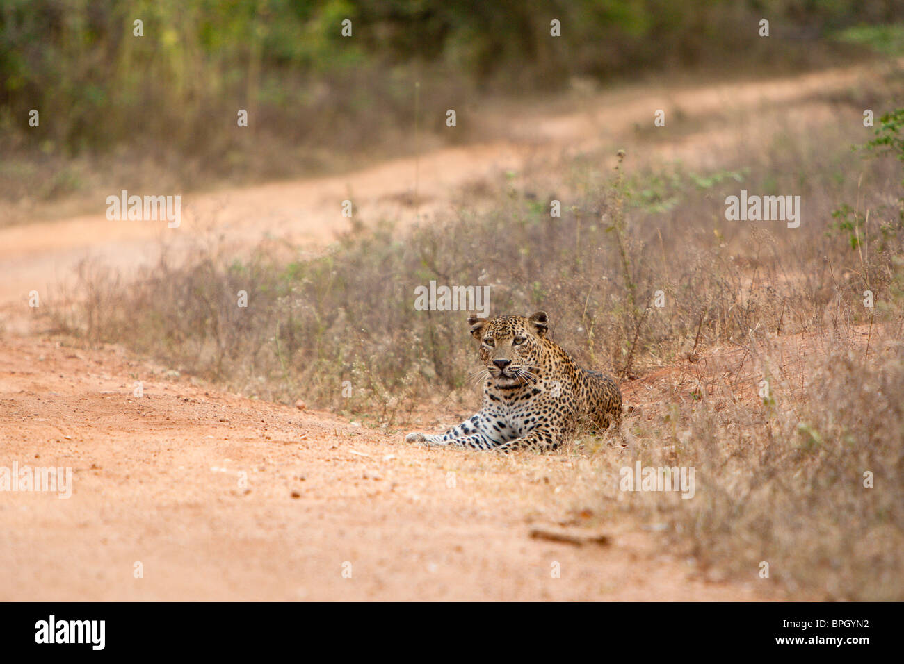 Leopardo dello Sri Lanka, Panthera pardus kotiya, Sri Lanka, Yala National Park, femmina, wild Foto Stock